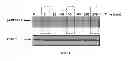 Fig. 02 - Compounds, Compositions, and Methods for Decreasing Intestinal Glucose Uptake and Inducing Incretin Release