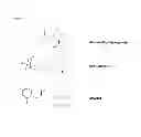 Fig. 16 - Soft protease inhibitors and pro-soft forms thereof