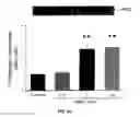 Fig. 06 - Na/K-ATPase ligand