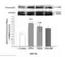 Fig. 13 - Na/K-ATPase ligand