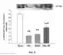 Fig. 17 - Na/K-ATPase ligand