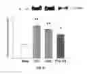 Fig. 22 - Na/K-ATPase ligand