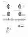 Fig. 11 - Synthetic lethal targeting of glucose transport