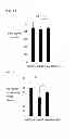 Fig. 09 - PYRAZOLE DERIVATIVES, PREPARATION METHOD THEREOF, AND COMPOSITION FOR PREVENTING AND TREATING OSTEOPOROSIS CONTAINING SAME