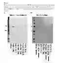 Fig. 02 - Method of administration and treatment