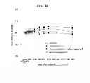 Fig. 03 - EP4 agonist