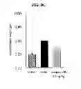 Fig. 22 - EP4 agonist