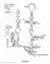 Fig. 04 - NOVEL NON-PRIMATE HEPACIVIRUS