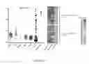 Fig. 16 - NOVEL NON-PRIMATE HEPACIVIRUS