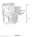 Fig. 22 - NOVEL NON-PRIMATE HEPACIVIRUS