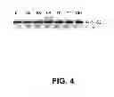 Fig. 05 - OLIGONUCLEOTIDE MODULATION OF SPLICING