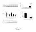 Fig. 10 - OLIGONUCLEOTIDE MODULATION OF SPLICING