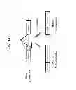 Fig. 12 - OLIGONUCLEOTIDE MODULATION OF SPLICING
