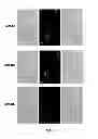 Fig. 04 - Compositions and Methods for Delivery of MicroRNA to Cells