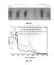 Fig. 28 - Compositions and Methods for Delivery of MicroRNA to Cells