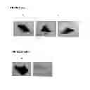 Fig. 05 - Novel Heparin Entities and Methods of Use