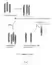 Fig. 04 - Method for acquiring a heat-stable antibody-displayed phage