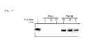 Fig. 07 - Conformationally-preorganized, miniPEG-containing γ-peptide nucleic acids