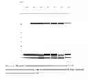 Fig. 02 - PREVENTION OF DISULFIDE BOND REDUCTION DURING RECOMBINANT PRODUCTION OF POLYPEPTIDES