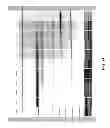 Fig. 24 - PREVENTION OF DISULFIDE BOND REDUCTION DURING RECOMBINANT PRODUCTION OF POLYPEPTIDES
