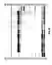Fig. 28 - PREVENTION OF DISULFIDE BOND REDUCTION DURING RECOMBINANT PRODUCTION OF POLYPEPTIDES