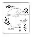 Fig. 01 - Nucleic acid modulators of glycoprotein VI