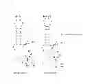 Fig. 12 - Nucleic acid modulators of glycoprotein VI