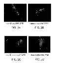 Fig. 03 - ANTISENSE DESIGN