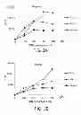 Fig. 04 - ANTISENSE DESIGN