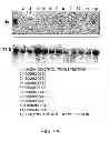 Fig. 06 - ANTISENSE DESIGN