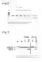 Fig. 03 - METHODS AND MEANS FOR EFFICIENT SKIPPING OF EXON 45 IN DUCHENNE MUSCULAR DYSTROPHY PRE-mRNA