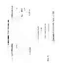 Fig. 11 - Crosslinked polysaccharide