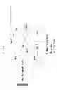 Fig. 14 - Crosslinked polysaccharide