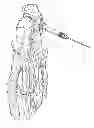 Fig. 01 - Compression instrument