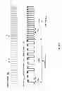 Fig. 33 - Phototherapy system and process including dynamic LED driver with programmable waveform