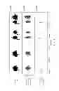 Fig. 12 - METHODS AND APPARATUS FOR TRANSDUCING A SIGNAL INTO A NEURONAL SPIKING REPRESENTATION