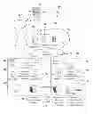 Fig. 01 - SYSTEM AND METHOD FOR PROVIDING A MULTIMEDIA DEGITAL RIGHTS TRANSFER FOLLOW ME SERVICE