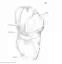 Fig. 01 - Invisible Belt Apparatus and System