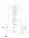 Fig. 02 - ARTICLE OF CLOTHING HAVING MAGNETIC FASTENING ASSEMBLIES