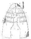 Fig. 34 - Article Of Footwear Incorporating A Knitted Component