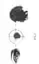 Fig. 06 - REFLECTIVE DECOY