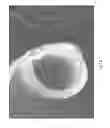 Fig. 05 - ANIMAL RESTRAINING DEVICE