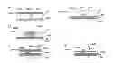 Fig. 01 - Method and apparatus for the manipulation and/or the detection of particles