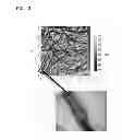 Fig. 03 - Channel layer for stretchable transistors