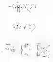 Fig. 03 - Dice With Images on Edge and Polygon Sets with Images on Edge