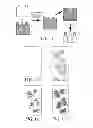 Fig. 07 - OPTICAL STACK INCLUDING LIGHT EXTRACTION LAYER AND POLYMER DISPERSED LIQUID CRYSTAL LAYER