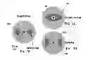 Fig. 04 - High efficiency amplification of pulsed laser output for high energy ultrafast laser systems