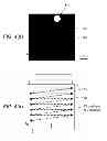 Fig. 05 - Methods for rapid distinction between debris and growing cells