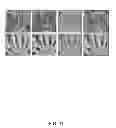 Fig. 15 - Methods for rapid distinction between debris and growing cells