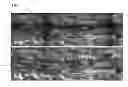 Fig. 01 - Removing an occlusion from an image